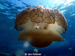 Fried Egg Jellyfish. Taken with an Olympus mju700 by Ian Palmer 
